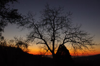 Il tramonto dietro l’albero