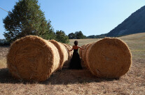 In mezzo al grano III