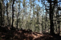 Barriere naturali