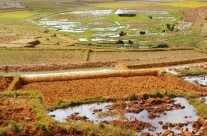 Rice fields