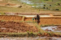 Rice fields IV