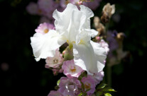 White flower