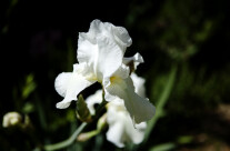 White flower II