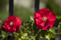 Red flowers