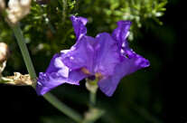 Purple flower