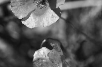 BW Flowers