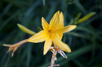 Yellow flower