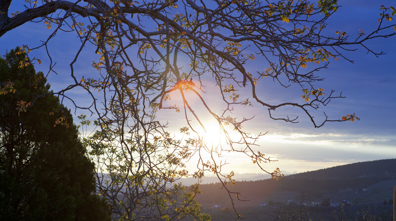 Foglie di luce