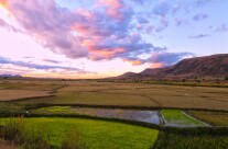 Rice fields XI